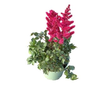 Astilbe Younique Red
(1 Plants/Order)(19cmP 50cmH)