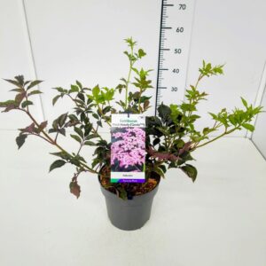 Sambucus nigra Black Beauty Sambucus nigra 'Black Beauty' 40-50BüC5
(1 Plants/Order)(23cmP 50cmH)