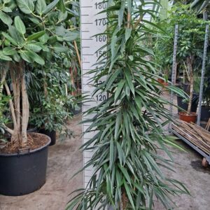 Ficus Alii piramide 210
(1 Plants/Order)(30cmP 210cmH)