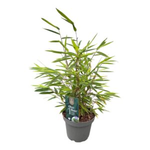 Fargesia nitida One Boo™ Gansu Black P14
(8 Plants/Order)(14cmP 40cmH)
