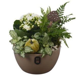 Arrangement kamer PTHI3247 Arrangement Autumn Indoor in Ceramics schaal
(3 Plants/Order)(16cmP 20cmH)