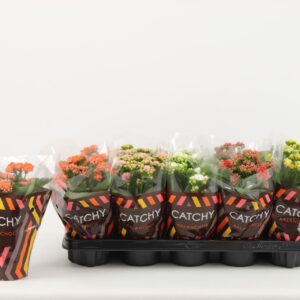 Kalanchoe Double, Catchy Season mix
(10 Plants/Order)(10.5cmP 23cmH)