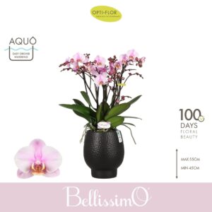 Phalaenopsis Multiflora Bellissimo Angelo in Abruzzo Black Aquo
(3 Plants/Order)(15cmP 50cmH)