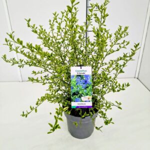 Ceanothus Ceanothus 'El Dorado' 40-50C5
(1 Plants/Order)(23cmP 60cmH)