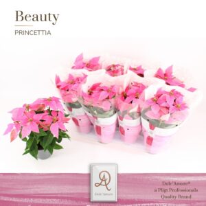Euphorbia Princettia Hot Pink P12 Dolc'Amore® Beauty
(8 Plants/Order)(12cmP 31cmH)