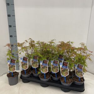 Acer palmatum Phoenix
(12 Plants/Order)(10.5cmP 35cmH)