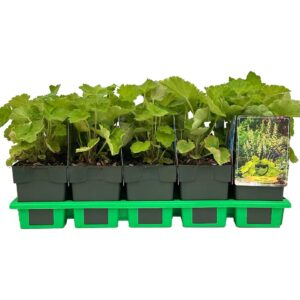 Heuchera sanguinea Villosa var. macrorrhiza P11
(10 Plants/Order)(11cmP 25cmH)
