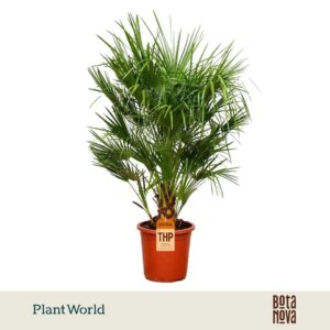 Chamaerops humilis Eagle palm P30 160-170cm
(3 Plants/Order)(30cmP 160cmH)