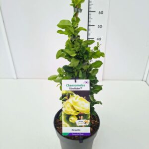 Chaenomeles speciosa Chaenomeles spec. 'Kinshiden' 40-50C5
(1 Plants/Order)(23cmP 60cmH)