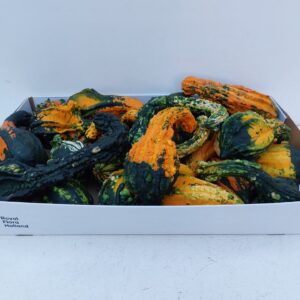 Curcubita Indian Mixed Plant
(25 Plants/Order)(7cmP cmH)