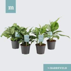 Aglaonema mixed Green Agla mix (Aglaonema) (8 Plants/Order)(14cmP 30cmH)