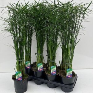 Cyperus Gracilis
(7 Plants/Order)(14cmP 55cmH)