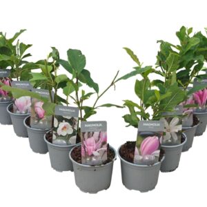 Magnolia P12 mix
(10 Plants/Order)(12cmP 35cmH)
