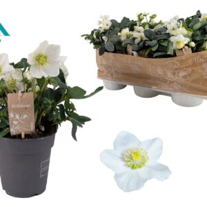 Helleborus niger Christmas Carol 15 cm Large
(6 Plants/Order)(15cmP 30cmH)