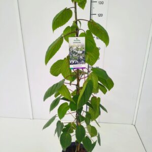 Davidia involucrata Davidia involucrata 100-125C4 
(1 Plants/Order)(21cmP 120cmH)
