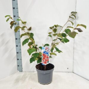 Hamamelis x intermedia Diane
(1 Plants/Order)(23cmP 75cmH)