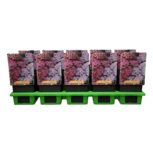 Achillea Achillea 'Rainbow Ending Blue' P11 (10 Plants/Order)(11cmP 25cmH)
