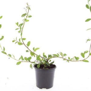 Cotoneaster dam. 'Schoon'
(8 Plants/Order)(14cmP 10cmH)