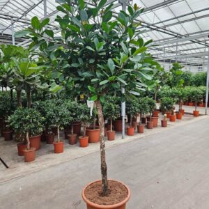 Ficus cyathistipula
(1 Plants/Order)(55cmP 250cmH)