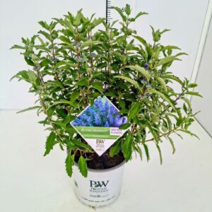 Caryopteris x clandonensis Beyond Midnight' C5
(1 Plants/Order)(23cmP 50cmH)