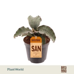 Sansevieria Silver Blue Kirkii
(12 Plants/Order)(8.5cmP 20cmH)