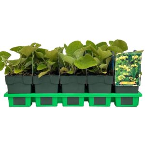 Phlomis russeliana  
(10 Plants/Order)(11cmP 25cmH)