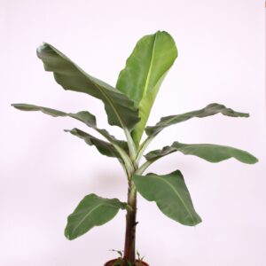 Musa Dwarf Cavendish
(1 Plants/Order)(34cmP 170cmH)