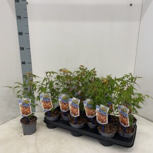 Acer palmatum Katsura
(12 Plants/Order)(10.5cmP 35cmH)