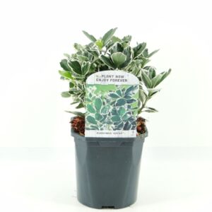 Euonymus japonicus Kathy
(6 Plants/Order)(17cmP 20cmH)