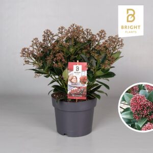 Skimmia japonica Rubella 20+
(3 Plants/Order)(19cmP 45cmH)