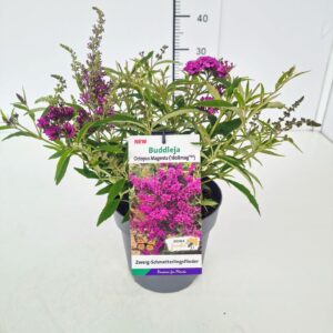 Buddleja Buddleja dav. 'Octopus Magenta' C3
(1 Plants/Order)(19cmP 40cmH)