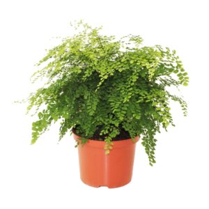 Adiantum Fragrans Adiantum Raddianum 'Fragrans' (3 Plants/Order)(24cmP 50cmH)