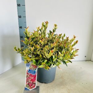 Leucothoe walteri Color Diamond'
(1 Plants/Order)(23cmP 40cmH)