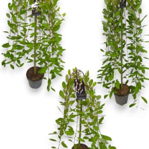 Salix caprea Kilmarnock mix CC 3 maten
(45 Plants/Order)(23cmP 150cmH)