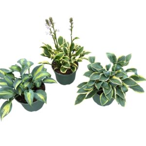 Hosta other in Types
(1 Plants/Order)(23cmP 35cmH)