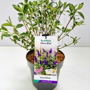 Buddleja Buddleja dav. 'Ellen's Blue' 30-40C3
(1 Plants/Order)(19cmP 50cmH)