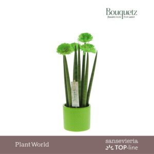 Sansevieria Cylindrica TOP-line Bouquetz Green in Dots Ceramics
(6 Plants/Order)(8.5cmP 35cmH)