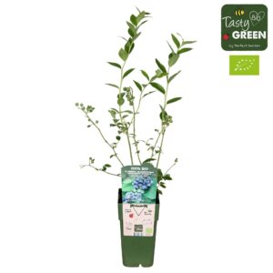 Vaccinium corymbosum Reka' Bio P15
(10 Plants/Order)(15cmP 50cmH)