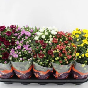 Chrysanthemum Indicum Double mix
(10 Plants/Order)(12cmP 26cmH)