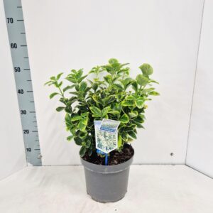 Euonymus japonicus Aureomarginatus
(1 Plants/Order)(23cmP 45cmH)
