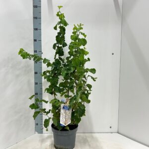 Corylus avellana Medusa ('JWW9' PBR)
(1 Plants/Order)(23cmP 100cmH)