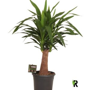 Yucca elephantipes over rechte stam
(1 Plants/Order)(21cmP 70cmH)