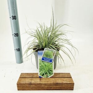 Carex oshimensis EverColor® 'Evergold’
(1 Plants/Order)(17cmP 25cmH)