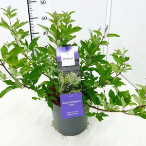 Vitex agnus-castus Vitex agnus-castus 'Chicagoland Blues' 40-50C5 met Bloemknop
(1 Plants/Order)(23cmP 60cmH)