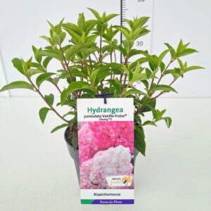 Hydrangea paniculata Hydrangea pan. 'Vanille-Fraise' 40-50C3
(1 Plants/Order)(19cmP 60cmH)