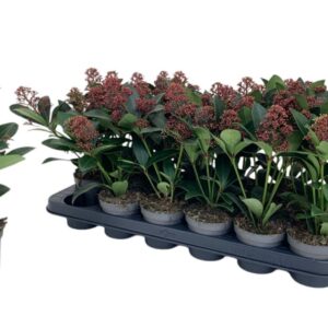 Skimmia japonica Rubella 4+ Flowers
(18 Plants/Order)(9cmP 25cmH)