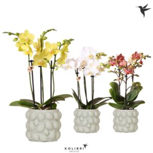 Phalaenopsis mixed mix 3 spike in Citrus Pot green
(6 Plants/Order)(9cmP 40cmH)