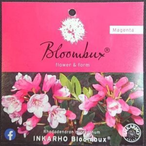 Rhododendron mix Rhododendron 'Bloombux' Magenta PBR 20-30C2
(1 Plants/Order)(17cmP 40cmH)