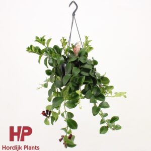 Aeschynanthus Mona Lisa Aeschynanthus 'Mona Lisa'; flowering (7 Plants/Order)(15cmP 40cmH)