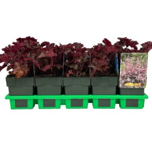 Heuchera americana Melting Fire' P11
(10 Plants/Order)(11cmP 25cmH)